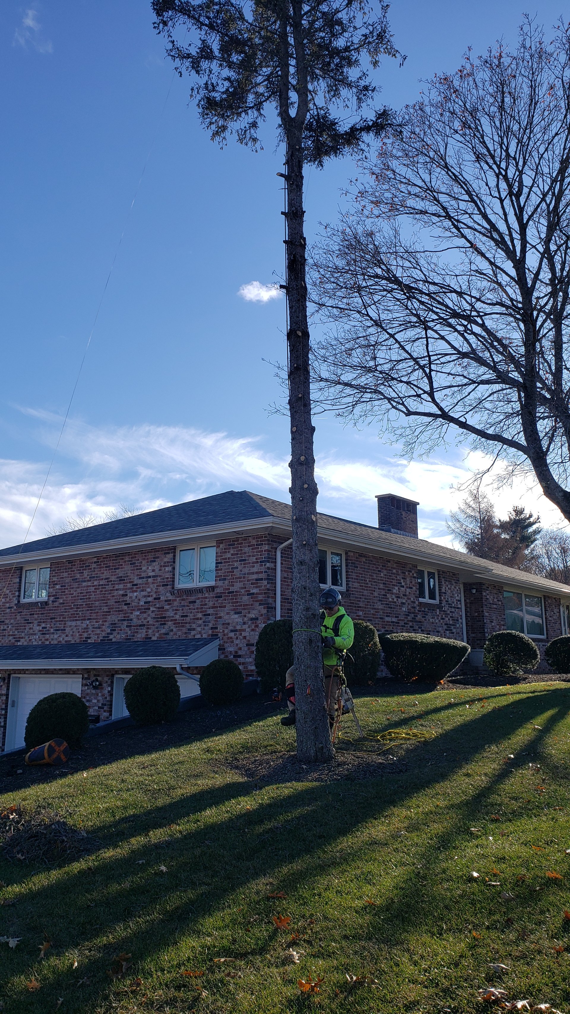 Boom lift aerial pine removal